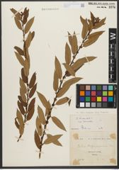 Foto von Salix triandra subsp. triandra L.